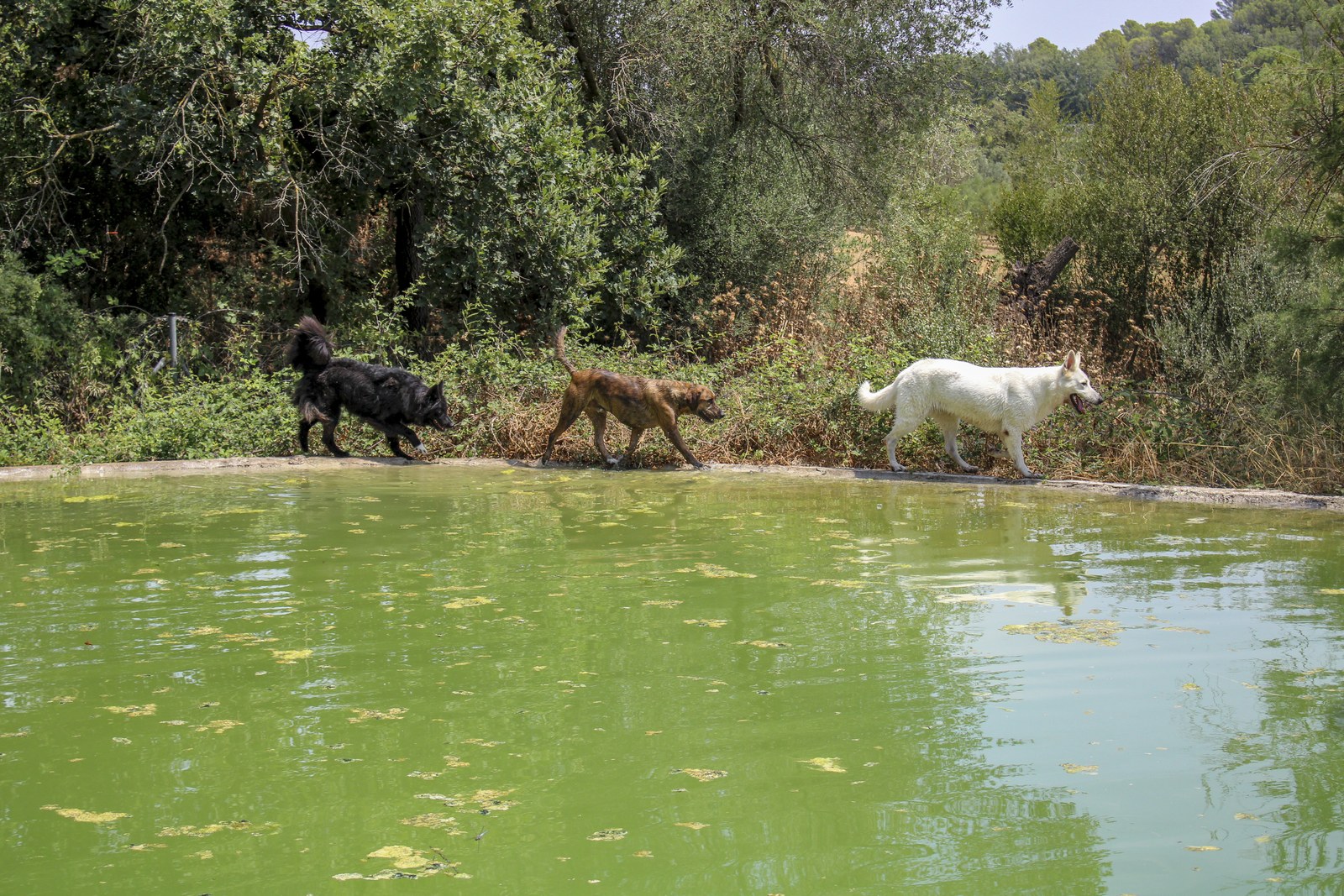Three rescue dogs walking together by a pond at a countryside dog shelter near Barcelona